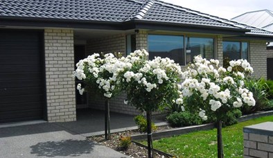 Accommodation Christchurch rebuild construction accommodation Homestay New Zealand 